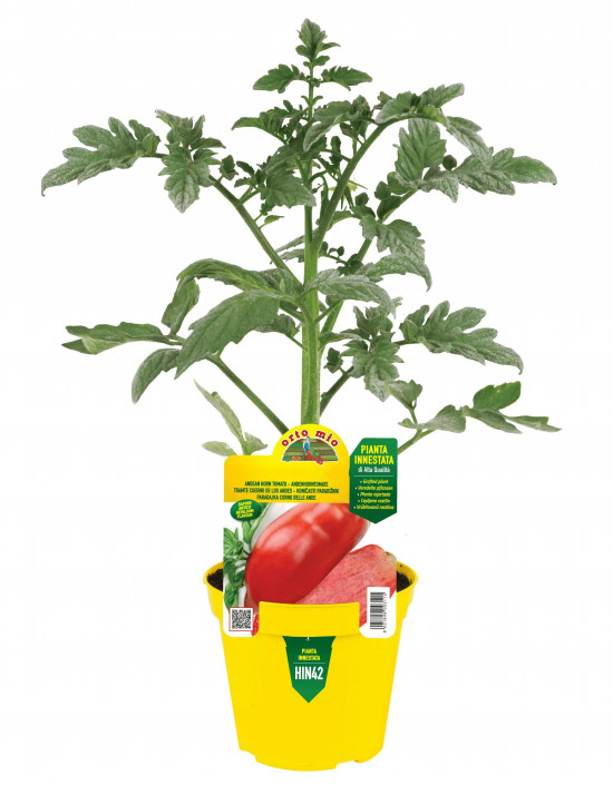 Rajče Cornabel F1, (Corno delle Ande)roubované, průměr květináče 14 cm