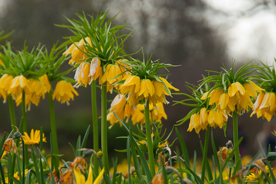 Řebčík cibule, Fritillaria Lutea, Jacek, žlutý, 1 ks-20393