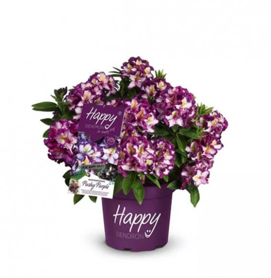 Rhododendron hybride, Pěnišník Happy Dendron Pushy Purple, fialovo - bílý