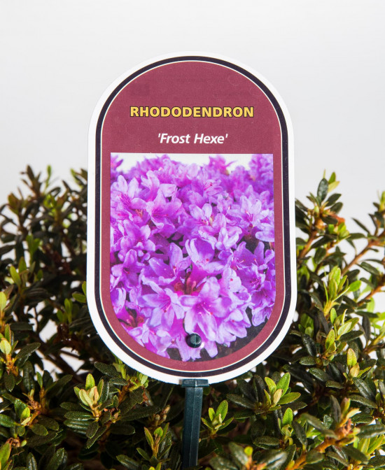 Rhododendron impeditum, Pěnišník obtížený Frost Hexe, fialový-19365