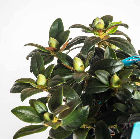 Rhododendron impeditum, Pěnišník obtížený Lavendula, fialový-19021