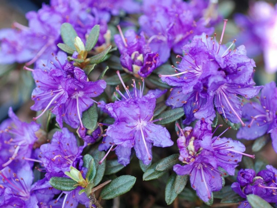Rhododendron impeditum, Pěnišník obtížený Saint Merryn, fialový