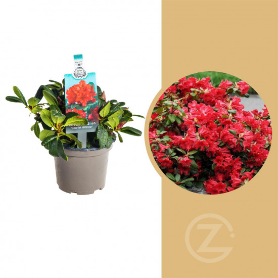 Rhododendron impeditum, Pěnišník obtížený Scarlet Wonder, červený