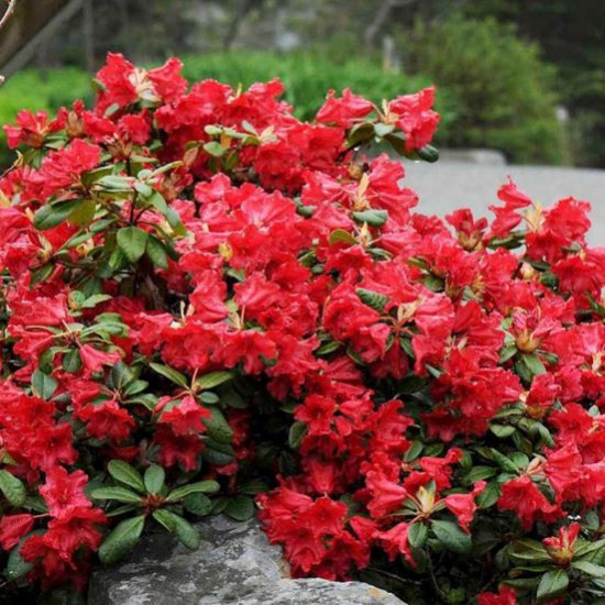 Rhododendron impeditum, Pěnišník obtížený Scarlet Wonder, červený-24390