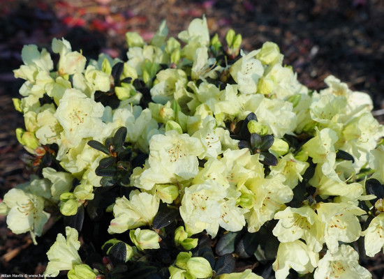 Rhododendron impeditum, Pěnišník obtížený Wren, žlutý