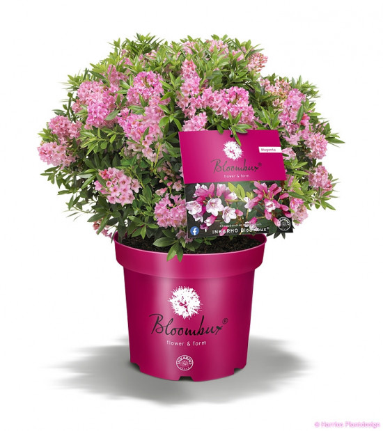 Rhododendron micranthum, Pěnišník drobnokvětý Bloombux Magenta, růžový
