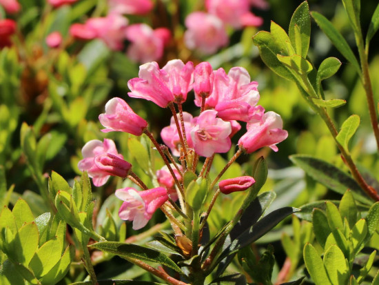 Rhododendron micranthum, Pěnišník drobnokvětý Bloombux Magenta, růžový-24477