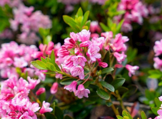 Rhododendron micranthum, Pěnišník drobnokvětý Bloombux Magenta, tmavě růžový-24382
