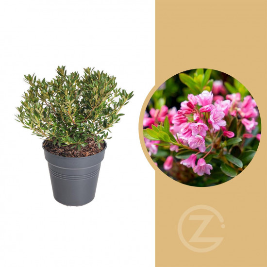 Rhododendron micranthum, Pěnišník drobnokvětý Bloombux Magenta, tmavě růžový