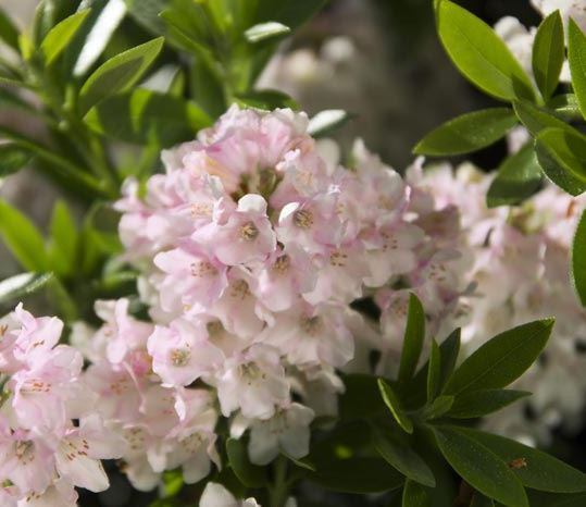 Rhododendron micranthum, Pěnišník drobnokvětý Bloombux, růžový-24368