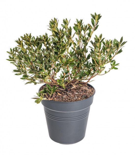 Rhododendron micranthum, Pěnišník drobnokvětý Bloombux, růžový-9295