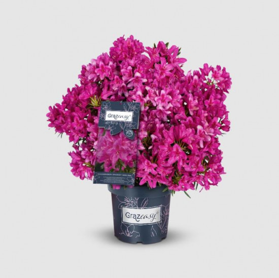 Rhododendron ponticum, Pěnišník pontický Grazeasy, tmavě růžový, velikost kontejneru 5 l-27284