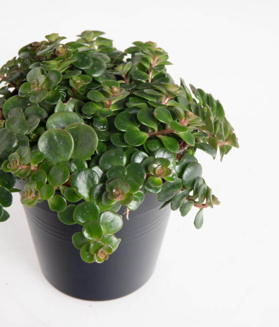 Rozchodník, Sedum makinoi Tundra Tornado, průměr květináče 10 - 12 cm-23451