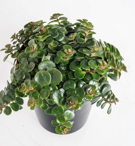 Rozchodník, Sedum makinoi Tundra Tornado, průměr květináče 10 - 12 cm-23452