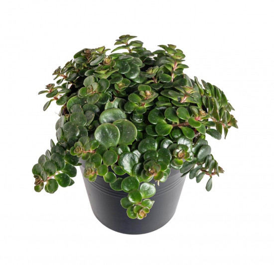 Rozchodník, Sedum makinoi Tundra Tornado, průměr květináče 10 - 12 cm-23453