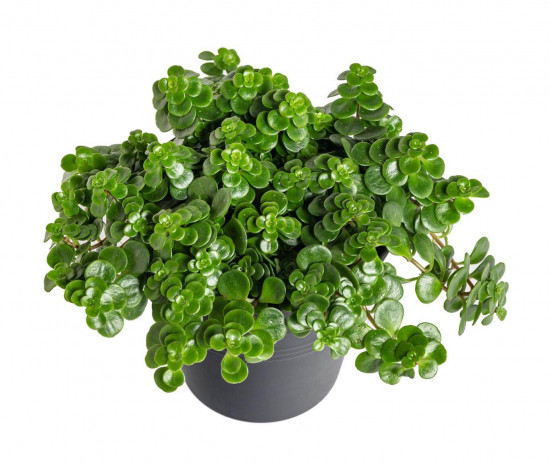 Rozchodník, Sedum makinoi Tundra Tornado, průměr květináče 10.5 cm-23442