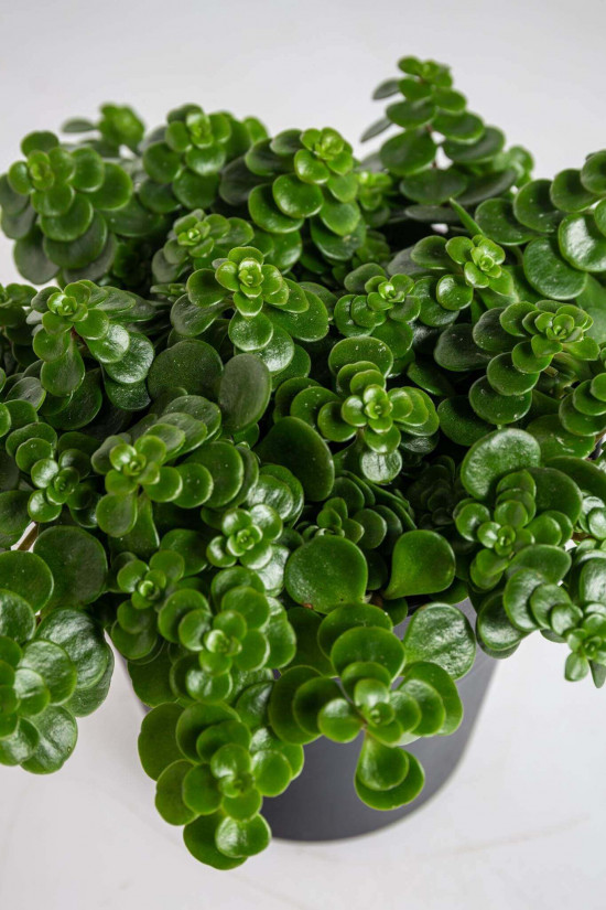 Rozchodník, Sedum makinoi Tundra Tornado, průměr květináče 10.5 cm-23443