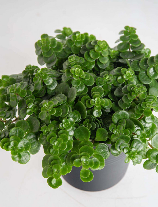 Rozchodník, Sedum makinoi Tundra Tornado, průměr květináče 10.5 cm-23444