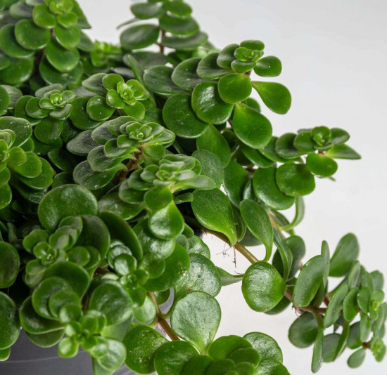 Rozchodník, Sedum makinoi Tundra Tornado, průměr květináče 10.5 cm-23445
