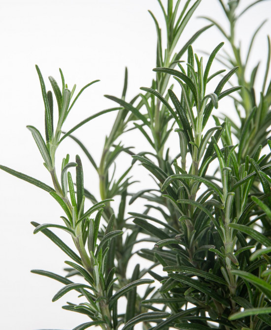 Rozmarýn lékařský, Rosmarinus officinalis, v květináči-7632