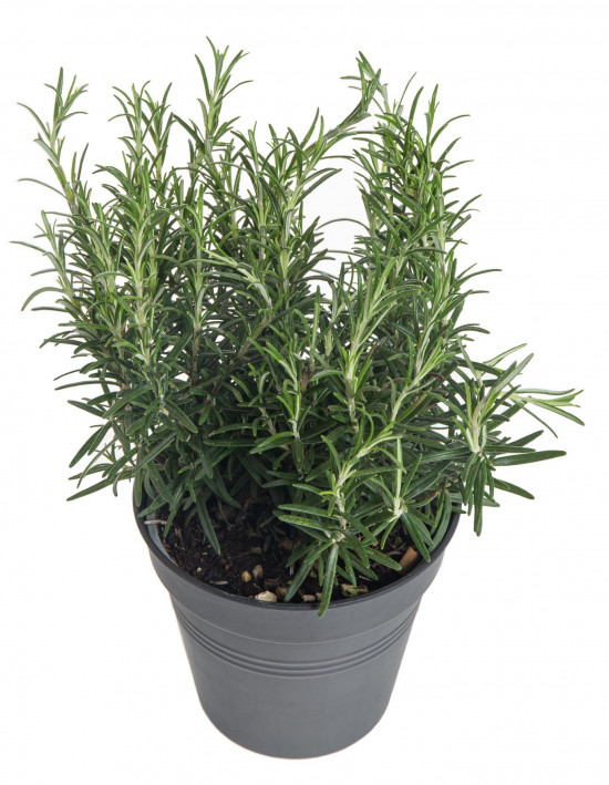 Rozmarýn lékařský, Rosmarinus officinalis, v květináči-7633