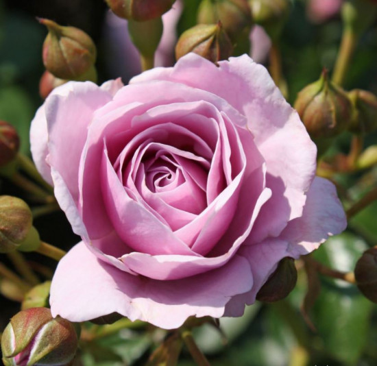 Růže Kordes Terrosa, Rosa Nautica, fialová, velikost kontejneru 9 l-10639