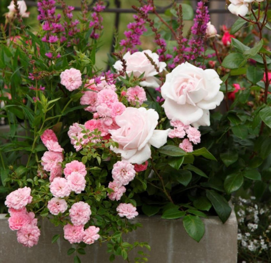 Růže mnohokvětá Kordes Parfuma, Rosa Constanze Mozart, světle růžová, velikost kontejneru 5 l-10668
