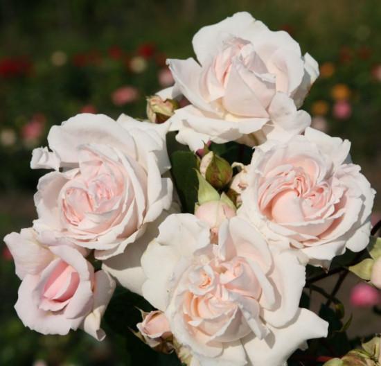 Růže mnohokvětá Kordes Parfuma, Rosa Constanze Mozart, světle růžová, velikost kontejneru 5 l-10669