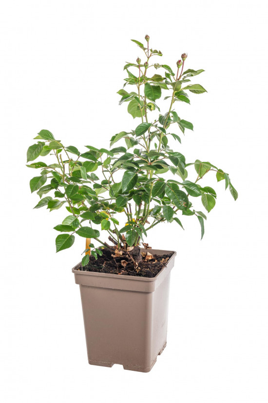 Růže mnohokvětá Kordes Parfuma, Rosa Constanze Mozart, světle růžová, velikost kontejneru 5 l-12937