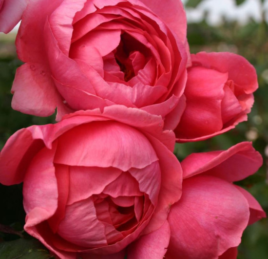 Růže mnohokvětá Kordes Parfuma, Rosa Gartenprinzessin Marie-José, červeno - růžová, kontejner 5 l-10672