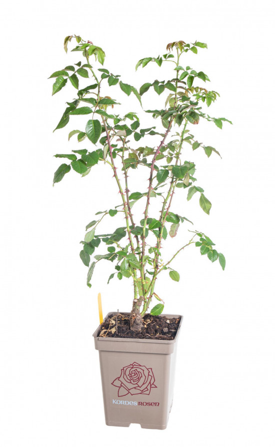 Růže mnohokvětá Kordes Parfuma, Rosa Gartenprinzessin Marie-José, červeno - růžová, kontejner 5 l-12934