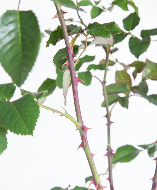 Růže mnohokvětá Kordes Parfuma, Rosa Gartenprinzessin Marie-José, červeno - růžová, kontejner 5 l-12935