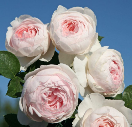 Růže mnohokvětá Kordes Parfuma, Rosa Herzogin Christiana, světle růžová, velikost kontejneru 5 l-10678