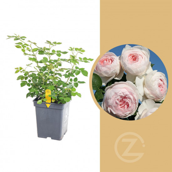 Růže mnohokvětá Kordes Parfuma, Rosa Herzogin Christiana, světle růžová, velikost kontejneru 5 l