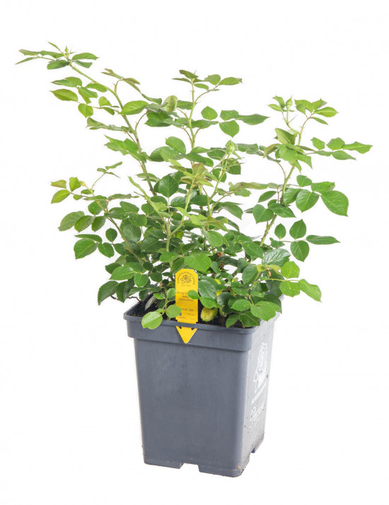 Růže mnohokvětá Kordes Parfuma, Rosa Herzogin Christiana, světle růžová, velikost kontejneru 5 l-10880