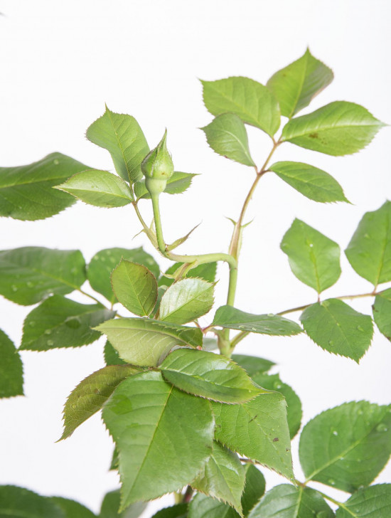 Růže mnohokvětá Kordes Parfuma, Rosa Herzogin Christiana, světle růžová, velikost kontejneru 5 l-10881