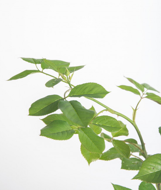 Růže mnohokvětá Kordes Parfuma, Rosa Herzogin Christiana, světle růžová, velikost kontejneru 5 l-10882