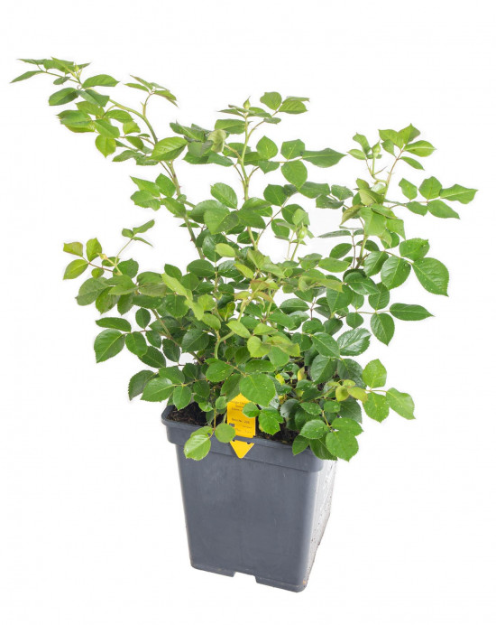 Růže mnohokvětá Kordes Parfuma, Rosa Herzogin Christiana, světle růžová, velikost kontejneru 5 l-10883