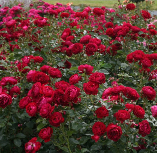 Růže mnohokvětá Kordes, Rosa Bordeaux, červená, velikost kontejneru 5 l-10656