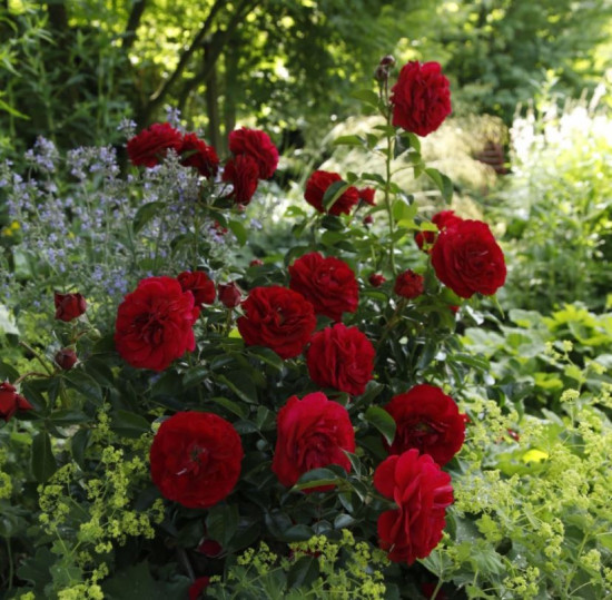 Růže mnohokvětá Kordes, Rosa Bordeaux, červená, velikost kontejneru 5 l-10657