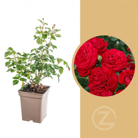 Růže mnohokvětá Kordes, Rosa Bordeaux, červená, velikost kontejneru 5 l