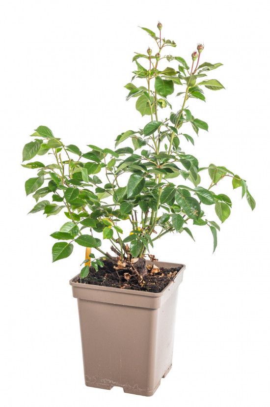 Růže mnohokvětá Kordes, Rosa Bordeaux, červená, velikost kontejneru 5 l-10932