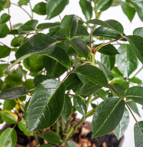 Růže mnohokvětá Kordes, Rosa Bordeaux, červená, velikost kontejneru 5 l-10933