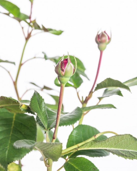 Růže mnohokvětá Kordes, Rosa Bordeaux, červená, velikost kontejneru 5 l-10934