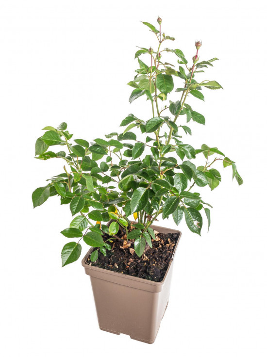 Růže mnohokvětá Kordes, Rosa Bordeaux, červená, velikost kontejneru 5 l-10935