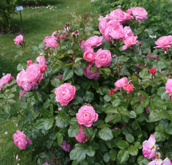 Růže mnohokvětá Kordes, Rosa Flora Olomouc, růžová, velikost kontejneru 2 l-18870
