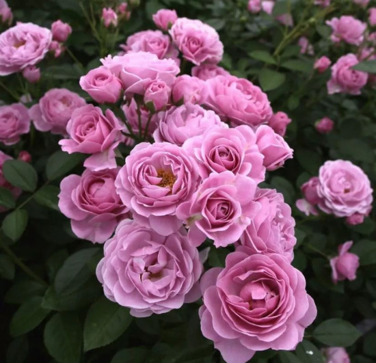 Růže mnohokvětá Kordes, Rosa Nautica, růžová, velikost kontejneru 2 l