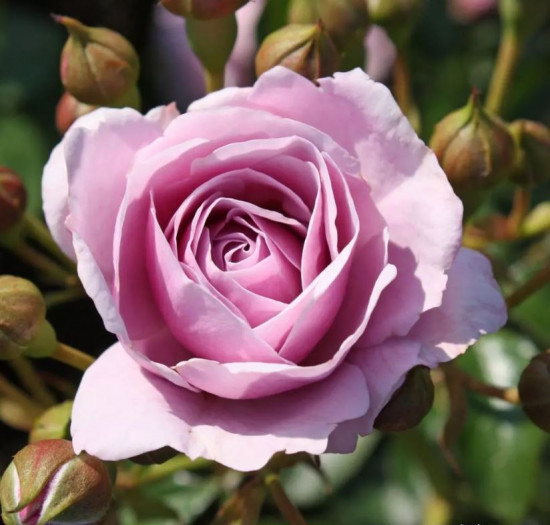 Růže mnohokvětá Kordes, Rosa Nautica, růžová, velikost kontejneru 2 l-24487