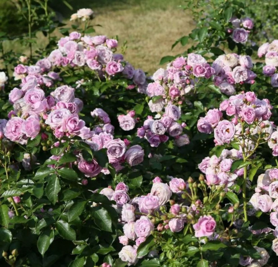 Růže mnohokvětá Kordes, Rosa Nautica, růžová, velikost kontejneru 2 l-24488