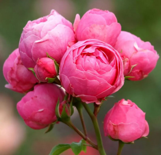 Růže mnohokvětá Kordes, Rosa Pomponella, růžová, velikost kontejneru 2 l